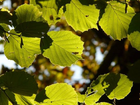 Фундук листья (56 фото)