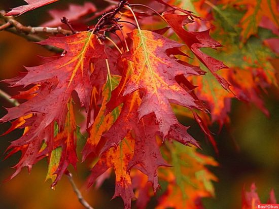 Дуб красный листья (58 фото)