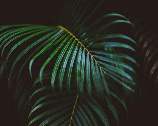 Пальмовые листья (57 фото)