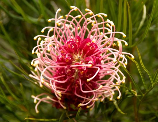 Флора Австралии (47 фото)