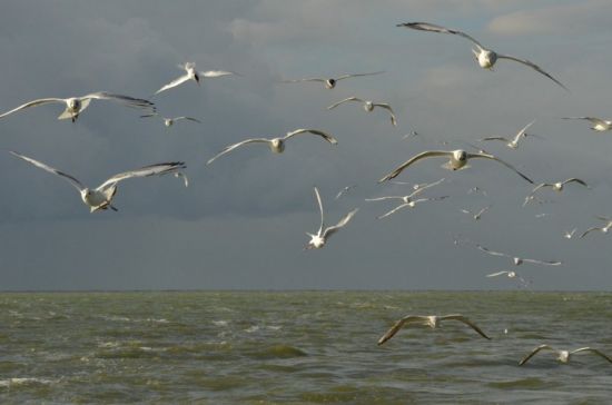 Чайки над водой (54 фото)
