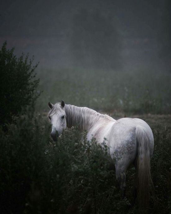 Лошадь в тумане (58 фото)