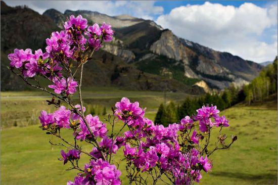 Цветение маральника горный Алтай (60 фото)
