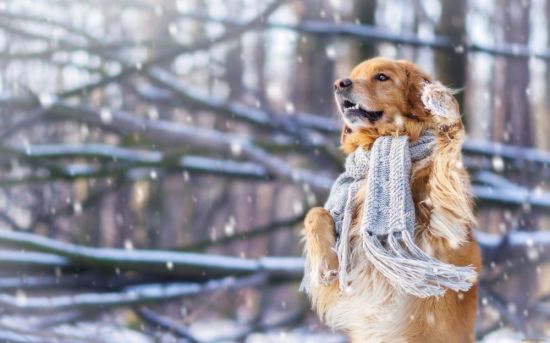 Собака в снегу (54 фото)