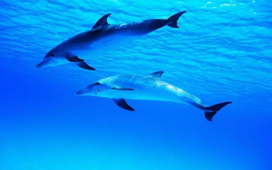 Дельфины под водой (53 фото)
