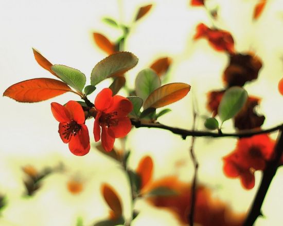 Листья айвы (57 фото)