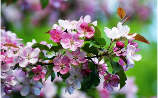 Ветка цветущей яблони (60 фото)