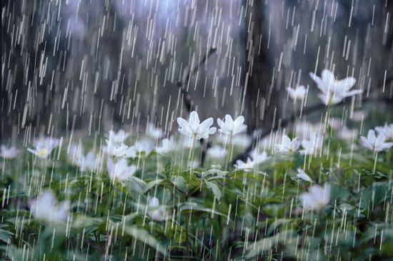 Апрельский дождь (60 фото)
