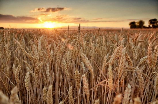 Пшеница и плевелы (54 фото)