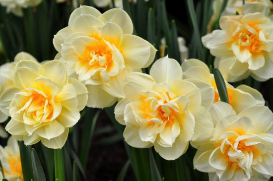 Нарцисс цветок (59 фото)