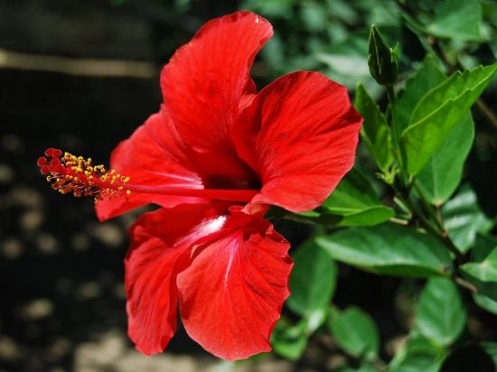 Гибискус цветок (57 фото)