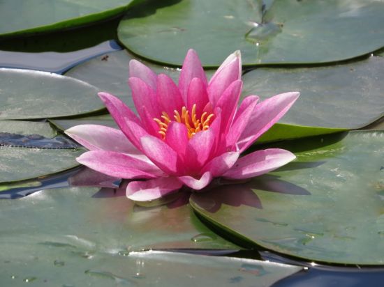 Водяная Лилия цветок (58 фото)
