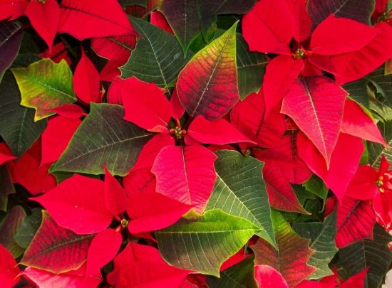 Рождественский цветок с красными листьями (59 фото)