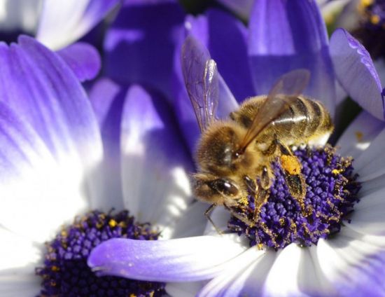Пчела на цветке (59 фото)