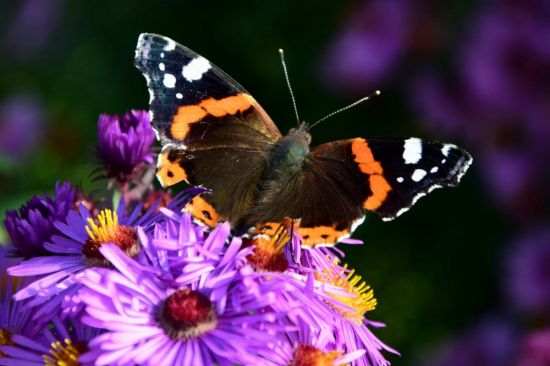 Бабочка на цветке (60 фото)