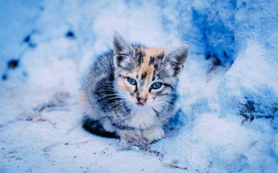 Кошка в снегу (57 фото)