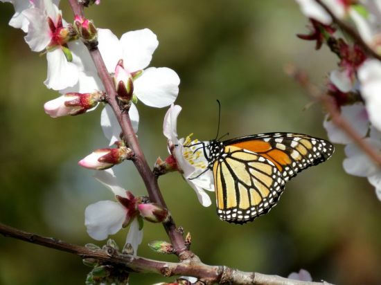 Весенние бабочки (52 фото)