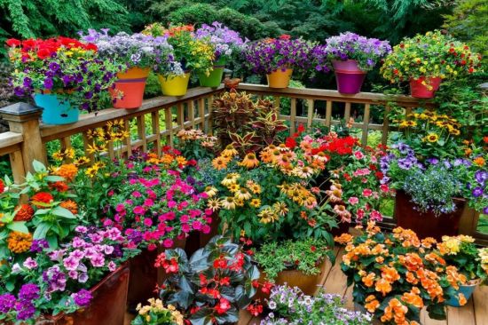 Цветочный сад (60 фото)