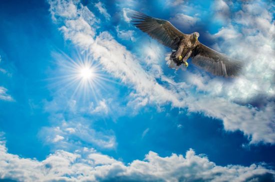 Орел в небе (57 фото)