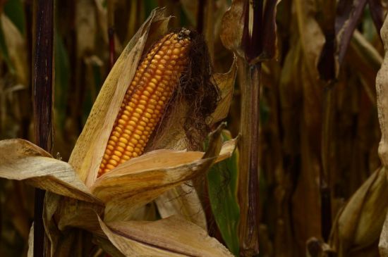 Кукуруза растение (54 фото)