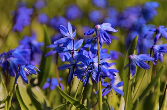 Пролеска цветок голубой (59 фото)