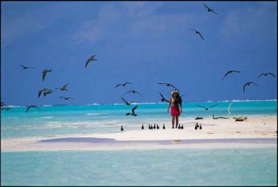 Птицы на Мальдивах (58 фото)