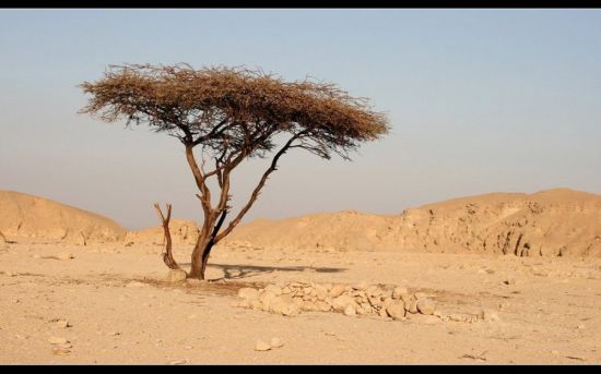 Саксаул растение пустыни (60 фото)