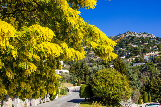 Цветущая Мимоза дерево (47 фото)