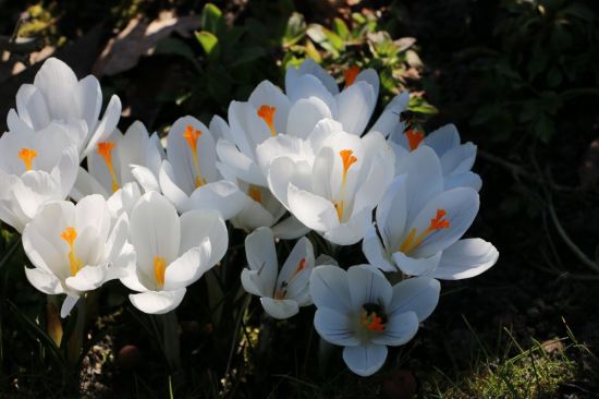 Крокус цветок белый (59 фото)