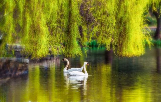 Лебеди на пруду (59 фото)