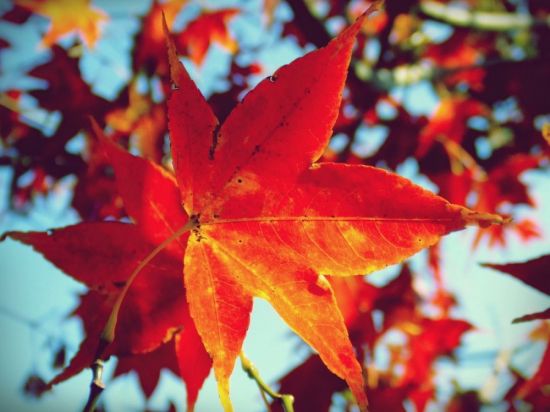 Яркие листья (53 фото)