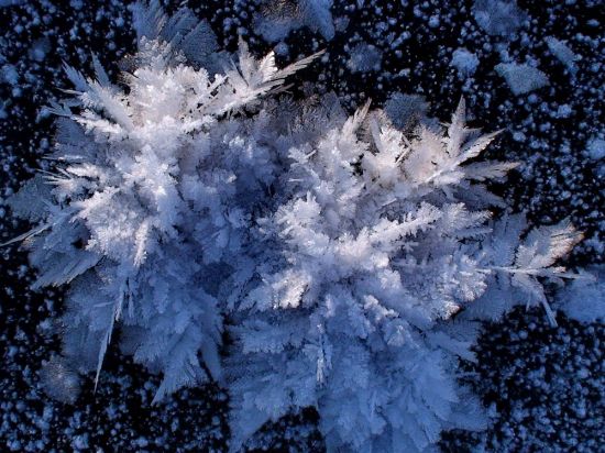 Ледяной цветок (58 фото)