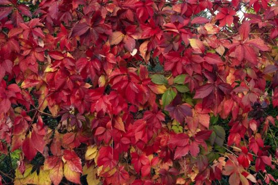 Кустарник с красными листьями (42 фото)