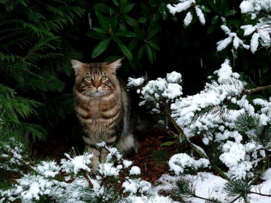 Коты в снегу (55 фото)