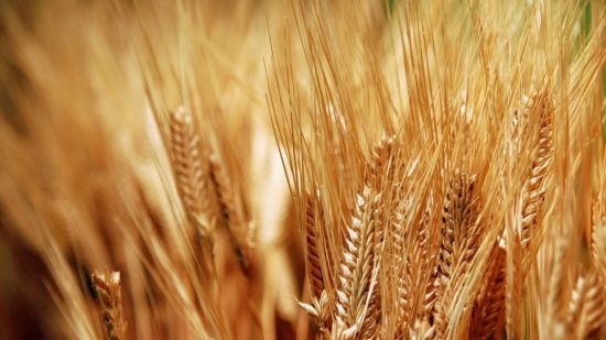 Пшеница на белом фоне (45 фото)