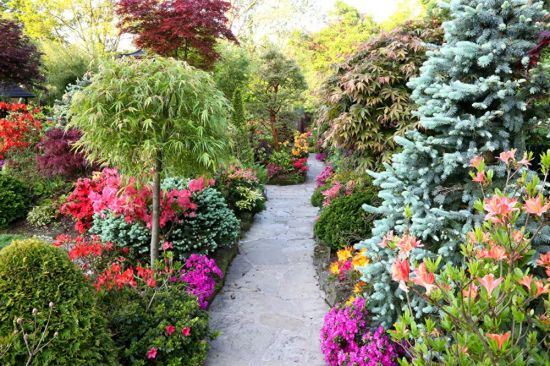 Красивые кустарники для сада (56 фото)