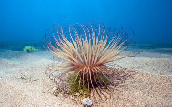 Подводные растения (52 фото)