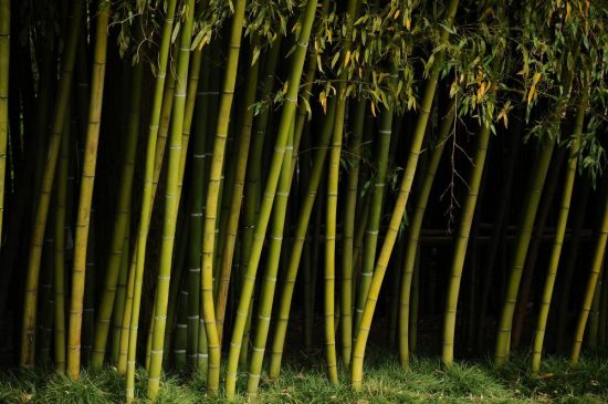 Бамбуковые листья (50 фото)