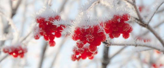Рябина красная в снегу (56 фото)