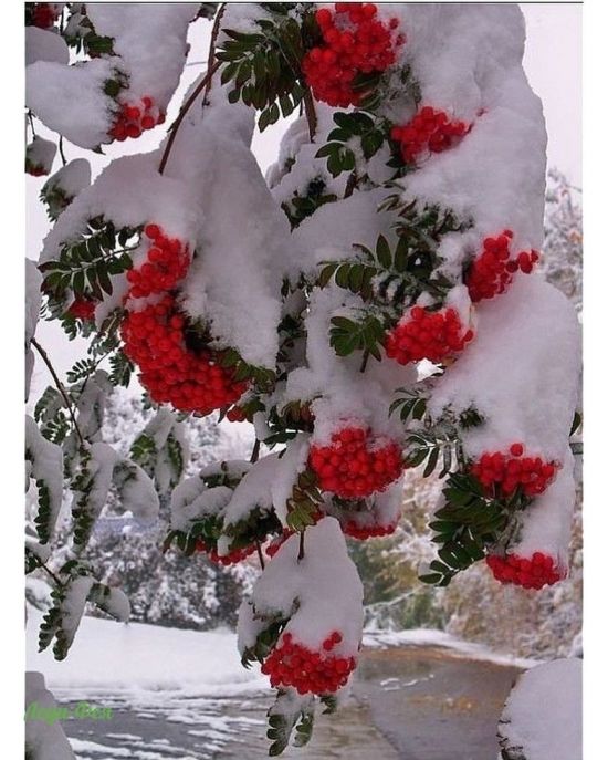 Ветка рябины в снегу (51 фото)