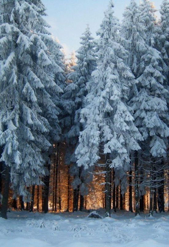Еловый лес в снегу (49 фото)