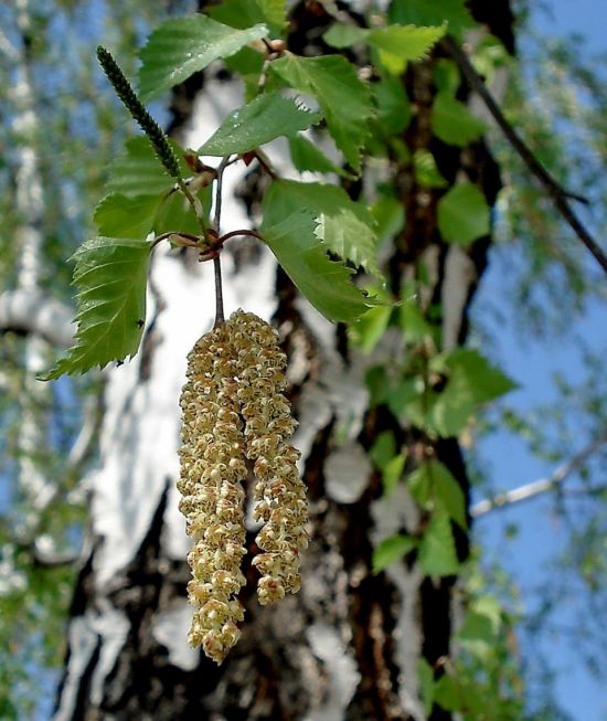 Береза кучерявая (53 фото)