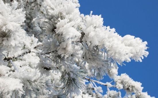Снег на ветках деревьев (44 фото)