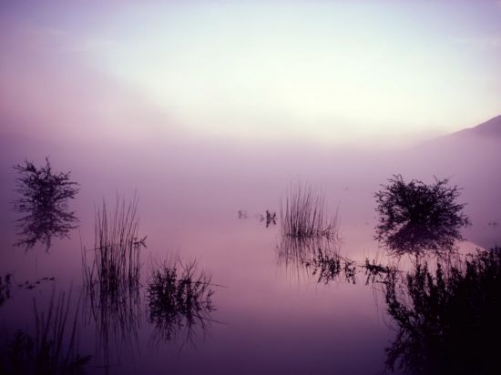 Сиреневый туман (52 фото)