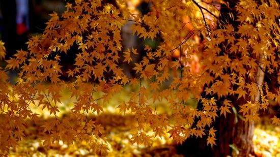 Золотая листва (50 фото)
