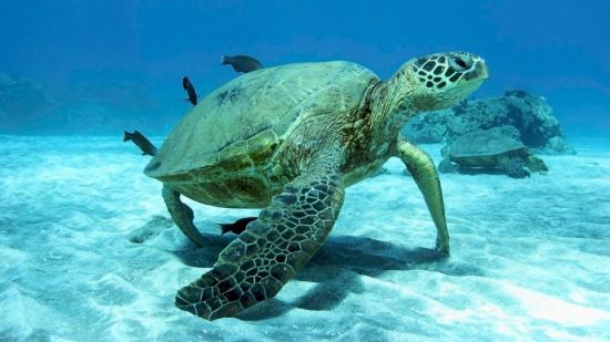 Зеленая морская черепаха (52 фото)