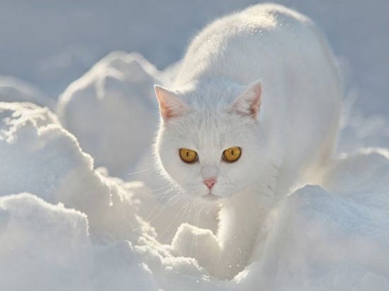Снежная кошка (58 фото)