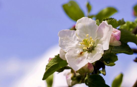 Цветущая ветка яблони (59 фото)
