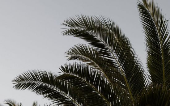 Пальма на белом фоне (51 фото)