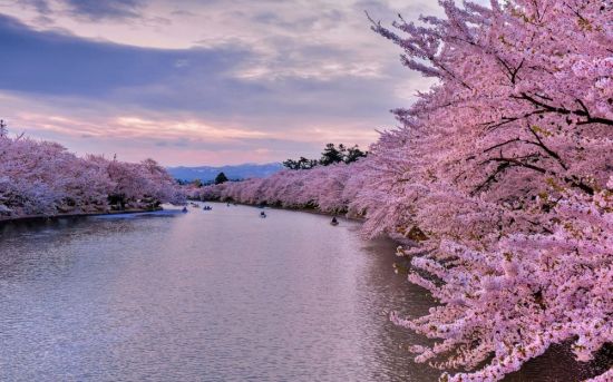 Сакура японская вишня (55 фото)